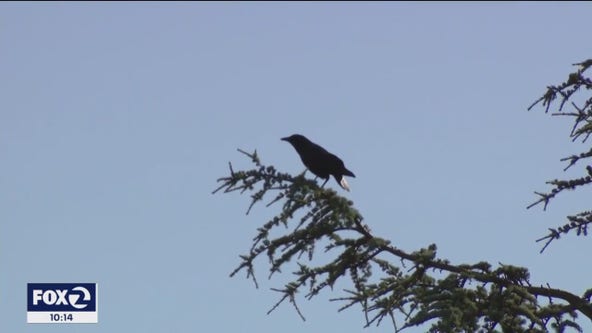 Crow divebombing people in Oakland's Preservation Park