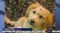 Pet of the Day from PAWS Atlanta