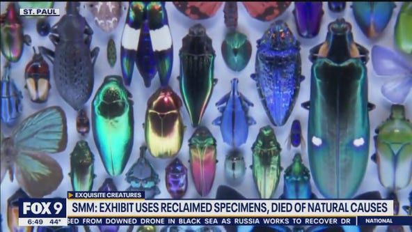 Science Museum of Minnesota exhibit uses reclaimed specimens