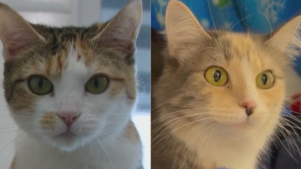 Cats of the Weekend: Lexi and Sadi at WCRAS