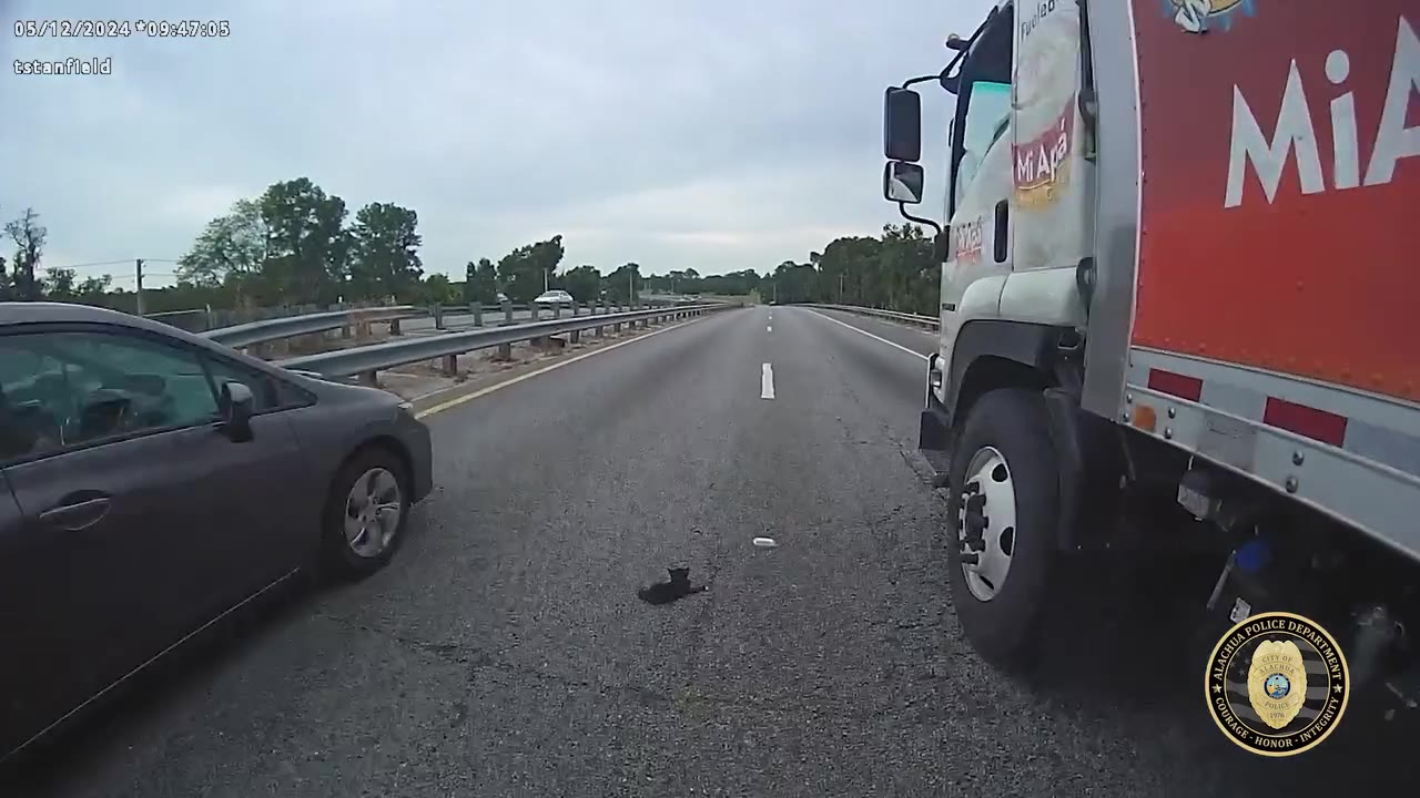 Officer rescues kitten from busy highway