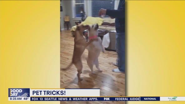 Good Day Pet Tricks for Tuesday, May 21