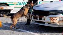 Who does that? Training K-9s