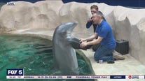 Dolphin fun at the Georgia Aquarium