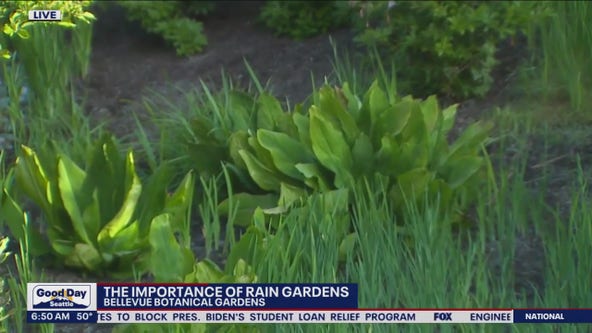 The Importance of rain gardens