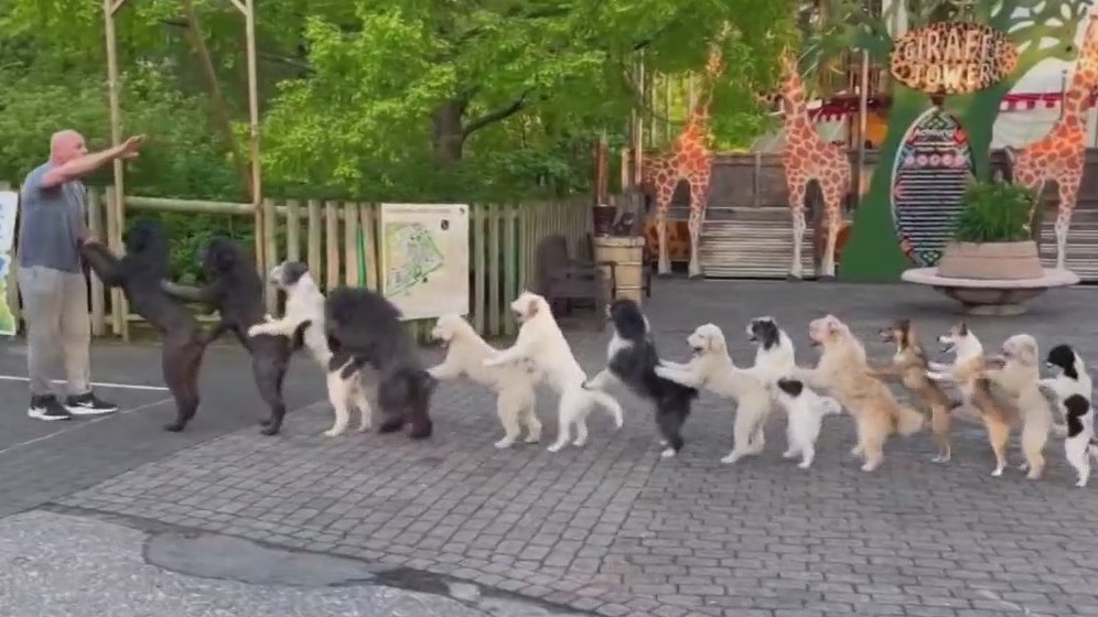 Conga-dancing dogs set Guinness World Record