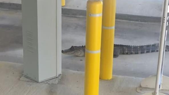 Gator spotted at bank drive-thru: 'Welcome to Florida'