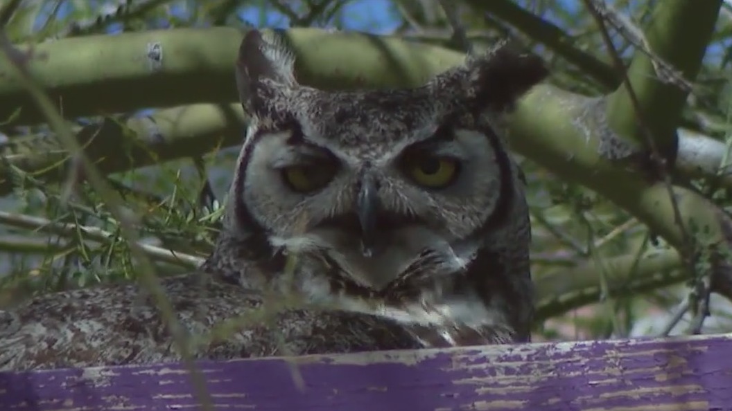 Students monitor owl parliament nesting near school