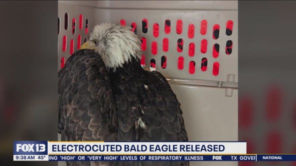 Bald eagle electrocuted near Tacoma released back into wild