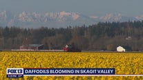 Skagit Valley seeing daffodils bloom
