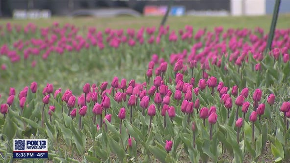Skagit Valley Tulip Festival honors Ethan Chapin