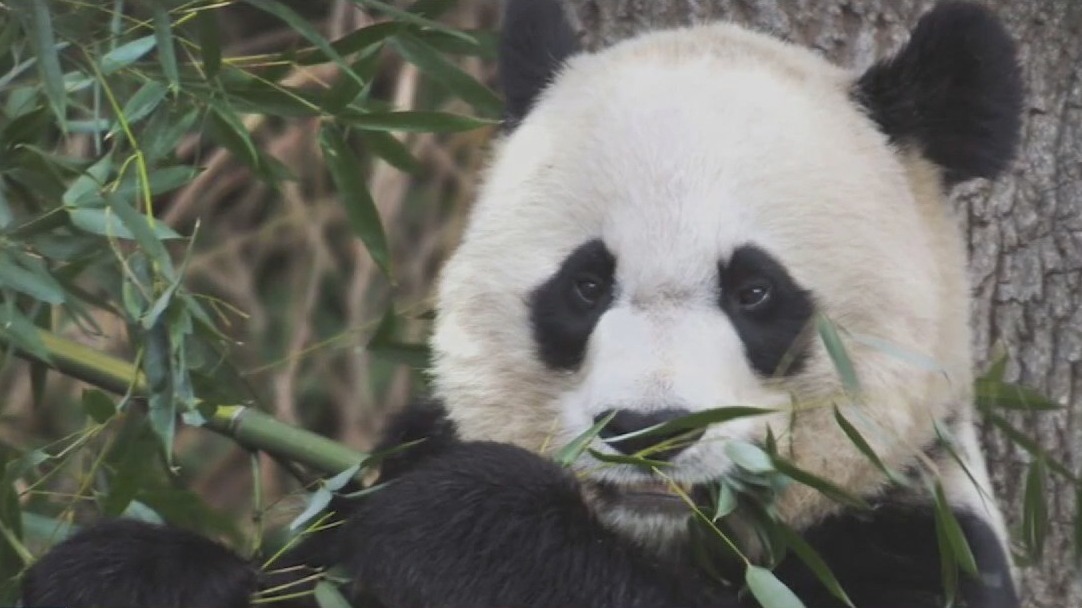 Pandas from China coming to San Francisco
