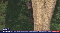 Black bear on the loose in DC