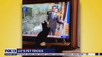 Pet Tricks for Wednesday, July 12