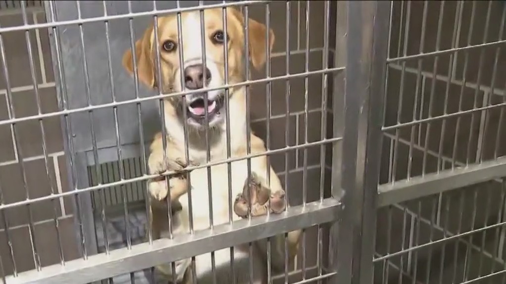 Adoption fees waived for pets during 'Empty the Shelters' event in Chicago