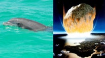 Dolphins teach humans how to catch fish + animation of the dinosaur-killing asteroid
