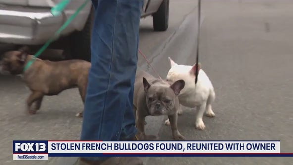 Stolen French bulldogs returned to owner
