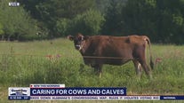 Caring for cows and calves