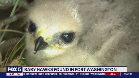 Baby hawks found in Fort Washington woman's backyard