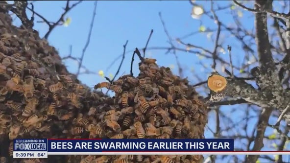 Bees are swarming earlier this year