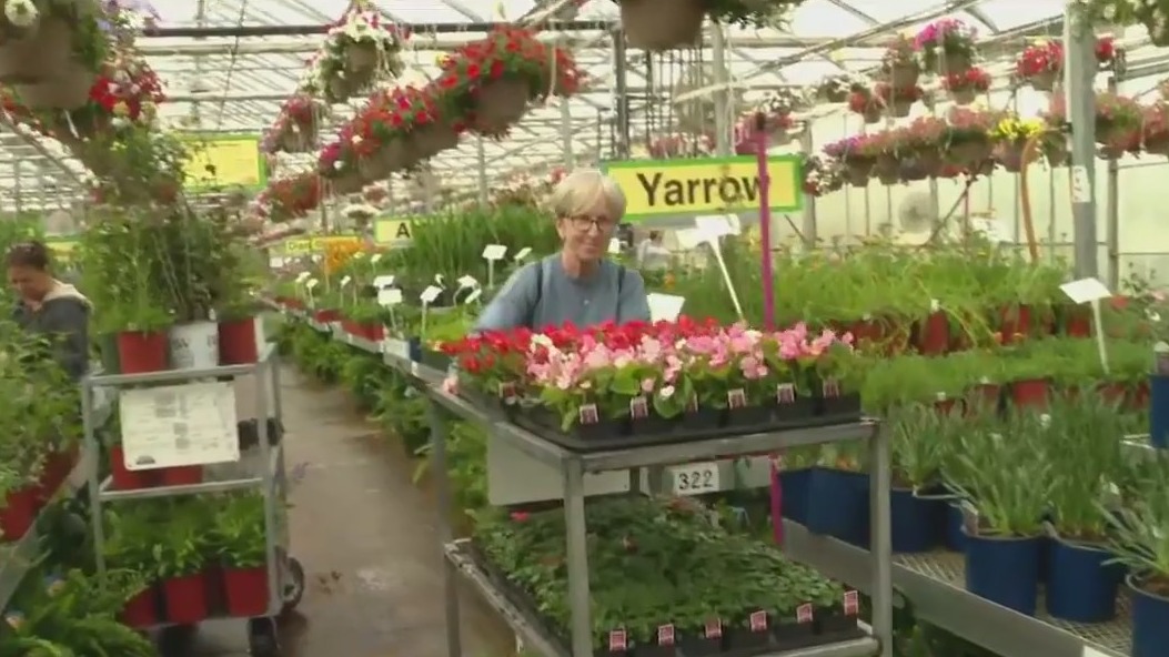 Woldhuis Farms Sunrise Greenhouse offers plant paradise in Grant Park, Illinois