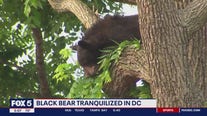 Black bear tranquilized in DC