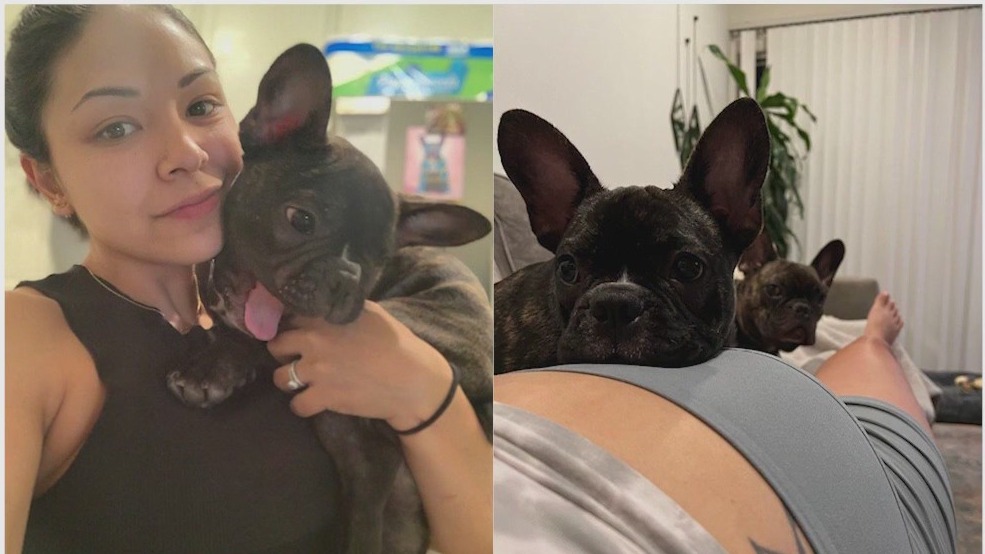 Two French bulldogs stolen at gunpoint from pregnant woman in Studio City
