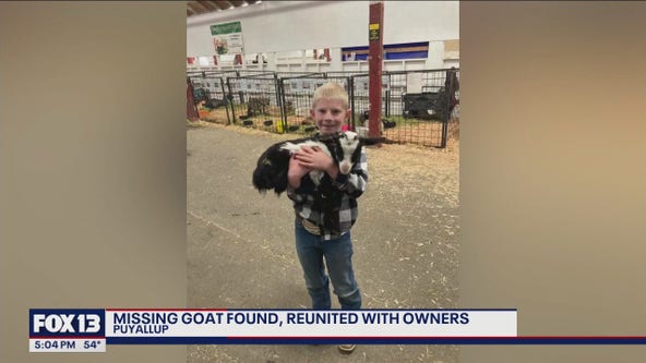 Pygmy goat that went missing from Washington Spring Fair found