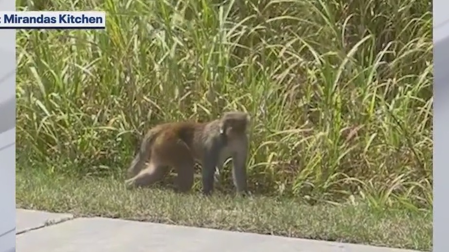 Possible wild monkeys spotted in Lake County