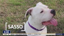 Dog of the Day: Sasso