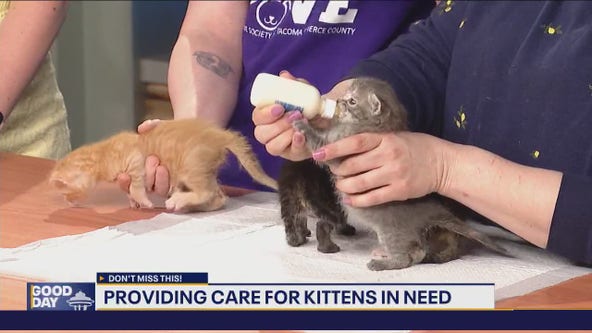 Providing care for kittens