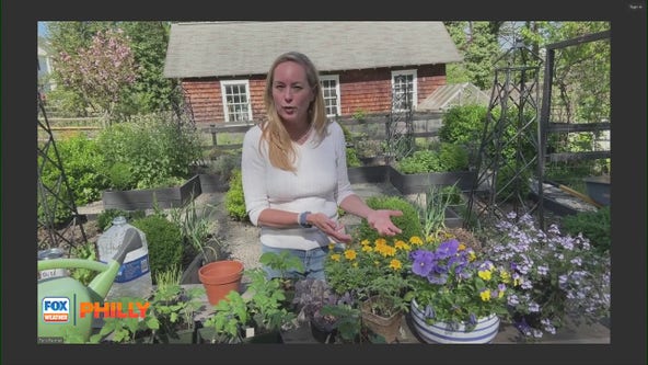 How to pivot your planting progress to adapt to the weather | FOX Weather Philly