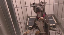 Detroit Dog Rescue gets room for dogs to roam in new facility
