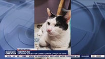 Pet of the Day from the Humane Society of Cobb County