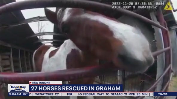 27 horses rescued in Graham