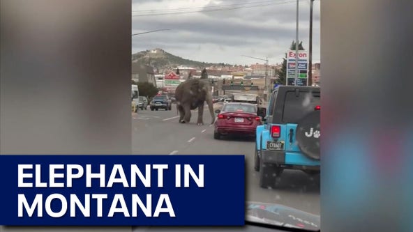 Elephant escapes circus, roams over Montana streets