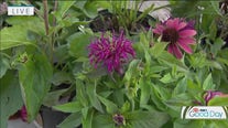 Tips for growing fall perennials