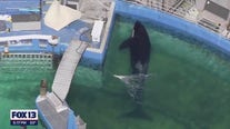 Agreement in place to bring Tokitae home from Miami Seaquarium to Puget Sound
