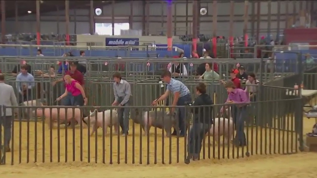 Students get hands-on agriculture education at Rodeo Austin