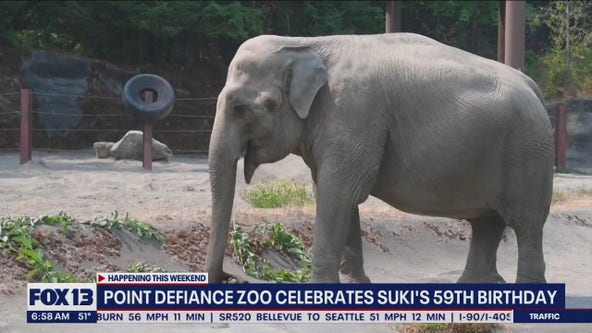 Point Defiance Zoo celebrates Suki's 59th birthday