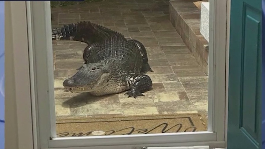 Alligator drops by unannounced at Florida home