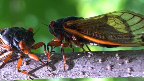 Illinois residents prep for 'cicada-geddon' as double-brood invasion imminent