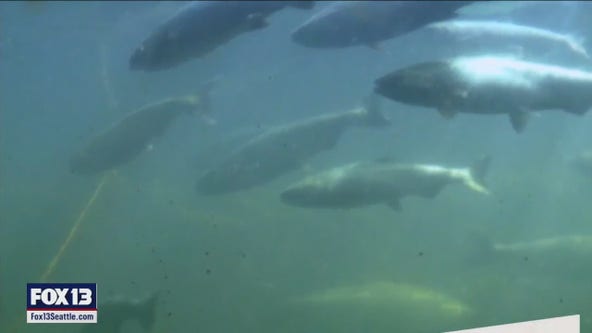 New ally-ship formed to protect salmon