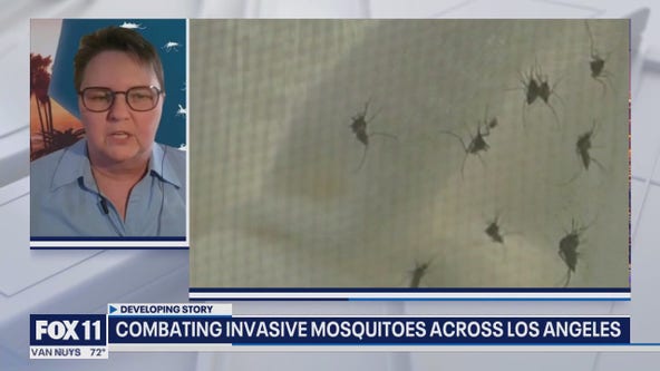 Fighting mosquitoes with more mosquitoes