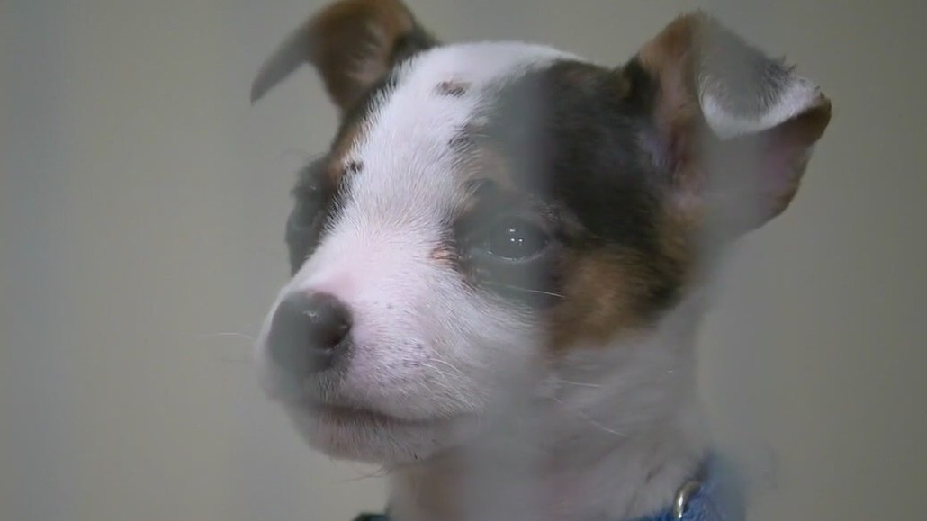 Washington County dogs seized, man pleads no contest