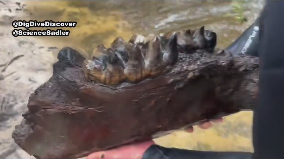 Rare fossils of mastodon found in Florida waters, teachers say