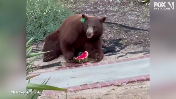 Bear steals, eats watermelon from SoCal fridge
