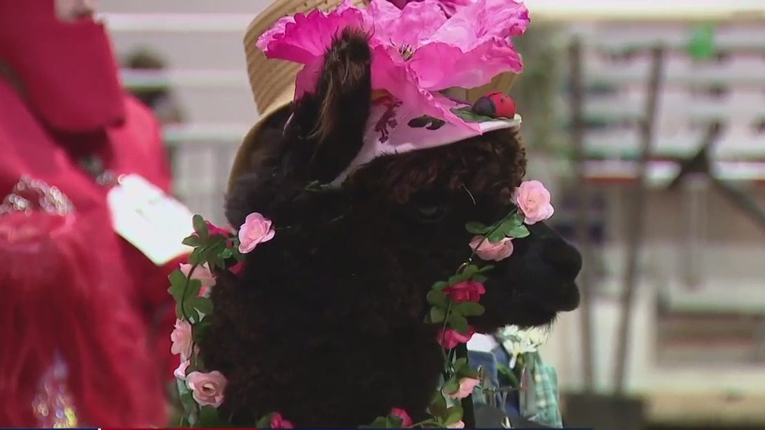 Alpaca Costume contest at Houston Rodeo