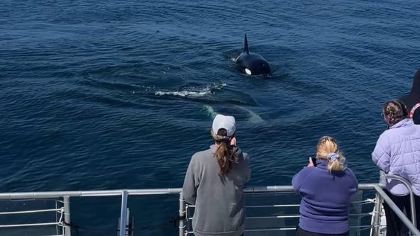 Whales, including 'Frosty,' spotted off California coast