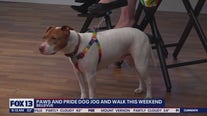 Inaugural 'Paws and Pride Dog Jog and Walk' kicks off Pride Month in Bellevue